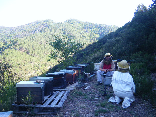 Interview de David Bôle, apiculteur parti de Pontarlier dans les Cévennes pour vivre de sa passion.